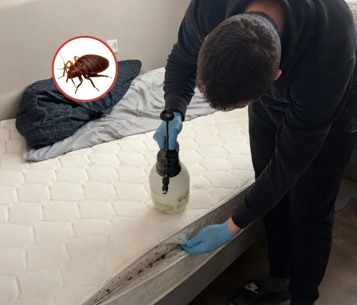 Technicien traitant un matelas contre les punaises de lit à Orsay